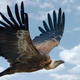A Griffon vulture in flight.